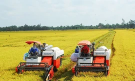 Vì sao xuất khẩu gạo cao kỷ lục, doanh nghiệp vẫn lãi ‘mỏng như lá lúa’?