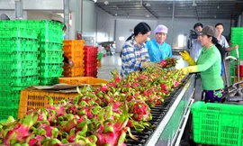 Không có cơ sở khẳng định SARS-CoV-2 lây nhiễm từ thùng hàng thanh long?