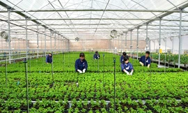 Lao động hết hạn visa chuyển sang lao động thời vụ được chi trả cao hơn mức lương tối thiểu và nhiều quyền lợi khác