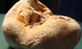 Những 'kho báu' trên đại ngàn Hoàng Liên Sơn