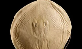 Cá đuối nước ngọt Heliotrygon gomesi trông giống như một chiếc bánh đa. (Nguồn: ĐH Toronto Scarborough)