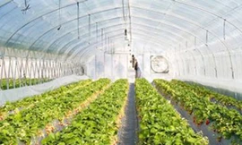 Rau xanh trồng trên sao Hoả