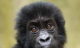 Cận cảnh khỉ mồ côi được giải cứu