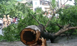 Cây sưa đỏ bị ba đối tượng đốn hạ rạng sáng 7/6