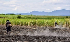 Lo sợ lụi tàn 'vương quốc' mía ở Khánh Hòa