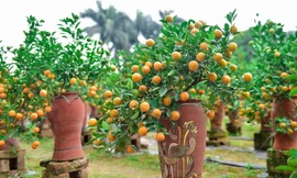 Quất lọ bonsai trồng trong bình gốm gây sốt