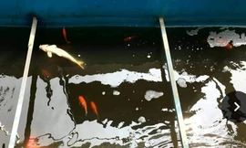  ------------ Xem thêm: Công ty JVE lên tiếng việc cá Koi chết sau 2 ngày thả xuống Tô Lịch, http://vietbao.vn/Xa-hoi/Cong-ty-JVE-len-tieng-viec-ca-Koi-chet-sau-2-ngay-tha-xuong-To-Lich/120991500/157/ Tin nhanh Việt Nam ra thế giới vietbao.vn