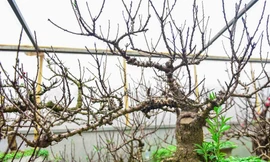 Cận cảnh đào thất thốn Nhật Tân khác xa đào thất thốn Trung Quốc