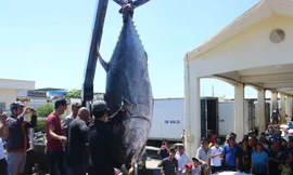 Ngư dân Phú Yên liên tiếp câu được cá ngừ vây xanh 'siêu khủng' 