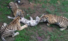 Ba hổ Siberia xâu xé hổ trắng: Sự thật buồn phía sau