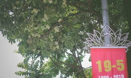 Không cần chờ đến thu, hoa sữa nở bung giữa tiết trời hè Thủ đô