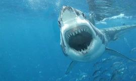 Chuyện chưa biết về "quái vật" cá mập trắng ở đại dương