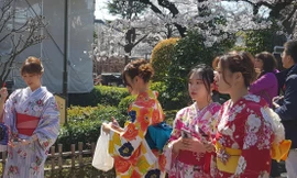 Phù Tang, người đẹp dưới anh đào