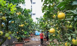 Chưa đến Tết, đào thế và bưởi cảnh giá 'khủng' đã bày khắp phố Hà Nội 