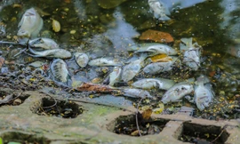 Cá chết hàng loạt tại hồ Trúc Bạch