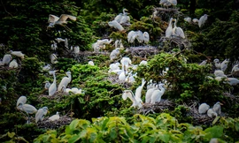 Hàng chục nghìn diệc bạch rời tổ kiếm ăn ở công viên Trung Quốc