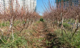 Hàng nghìn gốc đào chết khô, người dân Đông Ngạc 'khóc ròng' 