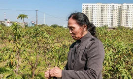 Hàng nghìn gốc đào bị chết, đền bù cho dân có thỏa đáng?