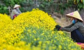 Cánh đồng hoa cúc chi gần Hà Nội nở vàng rực cận Tết