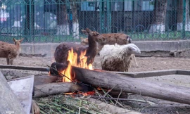 Công viên Thủ Lệ đốt lửa, lắp máy sưởi chống rét cho động vật