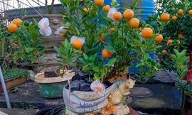 Quất bonsai có quả hình 'đĩnh vàng' hút khách ở Hà Nội