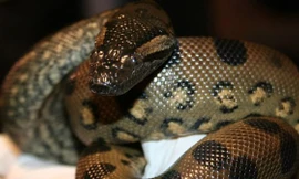 Kì lạ khả năng tự sinh con của trăn Anaconda cái không cần trăn đực