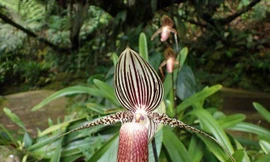 Loại hoa quý như vàng, 15 năm mới nở một lần, đại gia mơ cũng khó mua