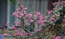 Xuất hiện cây đào bằng đá quý hơn nửa tỷ đồng tại Hà Nội