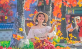 Ngỡ ngàng với con đường phong lá đỏ ở Hà Nội