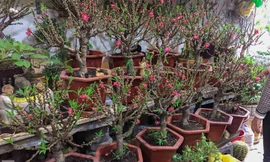 Tận thấy đào Trung Quốc tiền triệu 'đại náo' chợ Việt