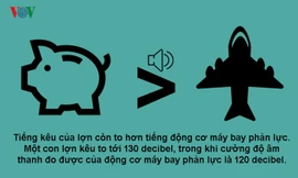 Năm Kỷ Hợi 2019 khám phá 10 sự thật bất ngờ về loài heo