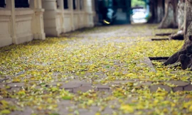 Những con phố, vỉa hè Thủ đô đẹp nao lòng nhờ "nhuộm" màu vàng từ hàng cây thi nhay thay lá ngỡ như mùa thu thứ 2