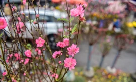 Đào Nhật Tân khoe sắc, xuống phố sớm ở Hà Nội