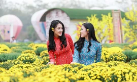 Cánh đồng hoa cúc mâm xôi độc nhất thu hút giới trẻ Hà Thành