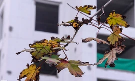 Hàng cây phong lá đỏ được trồng trên dải phân cách đường Trần Duy Hưng, Nguyễn Chí Thanh có dấu hiệu héo úa, chuyển màu đen thay vì màu đỏ, màu đặc trưng của lá phong.