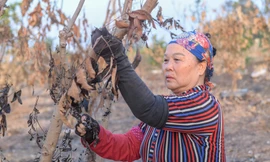 Vườn cây ăn quả bị đốt trụi cận Tết, người dân Hưng Yên khóc ròng