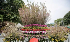 Tận mắt 'rừng' hoa anh đào từ Nhật Bản tại Hà Nội trước giờ khai mạc