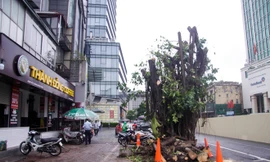 Đánh chuyển hàng cây xanh trên phố Trần Hưng Đạo, sưa đỏ quý hiếm chờ di dời