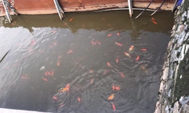 Công bố chất lượng nước Hồ Tây sau thí điểm làm sạch bằng 'bảo bối' Nhật 