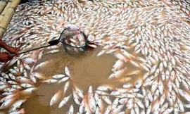 Cá chết trên sông La Ngà
