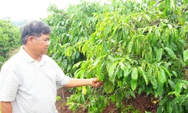 Ve sầu hoành hành cà phê