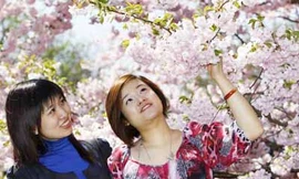 Rực rỡ hoa Anh Đào ở Berlin