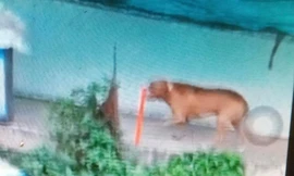 Bộ Nông nghiệp chỉ đạo gấp sau vụ chó Pitbull cắn chết người