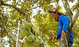 Một hộ dân có vườn sầu riêng sắp vào vụ thu hoạch 