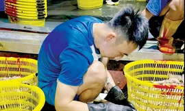 Cả nghìn cầu thủ sẽ lâm vào cảnh thất nghiệp, ảnh hưởng lớn tới cuộc sống cũng như hệ thống thi đấu vì quyết định vội vàng của VFF