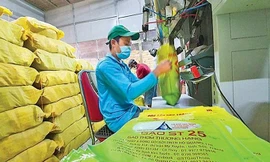 Năm doanh nghiệp tại Mỹ đăng ký bảo hộ thương hiệu gạo ST25