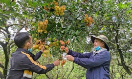 Dân khắc khoải chờ thương lái, doanh nghiệp