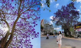 Phượng tím Đà Lạt đang mùa nở rộ, từng góc phố đẹp đến ngỡ ngàng