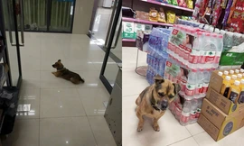 Không biết chủ đã chết vì COVID-19, chú chó kiên nhẫn đợi ở bệnh viện suốt 3 tháng