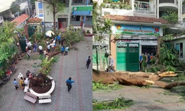 Vụ cây phượng bật gốc tại trường: Học sinh lớp 6 khóc nức nở khi nghe tin bạn tử vong